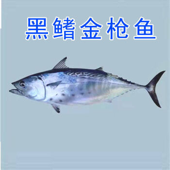 新鮮速凍整條金槍魚可刺身可煮可生煎金槍魚56斤黑鰭金槍魚