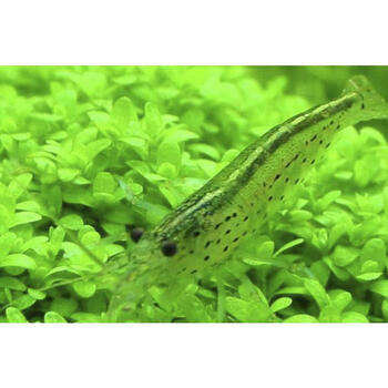 虾观赏虾宠物活体虾观赏虾饲料工具虾水族箱除藻虾免包装大和藻虾10只