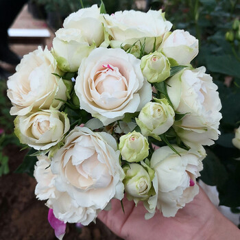 欧月灌木月季花苗微型月季花苗庭院阳台盆栽花卉草莓冻糕灌木四季开花