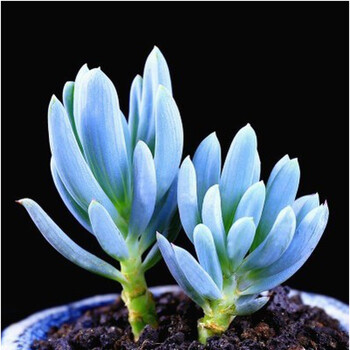 多肉稀有多肉植物大颗好养大株美杜莎巨型九尾狐罕见小