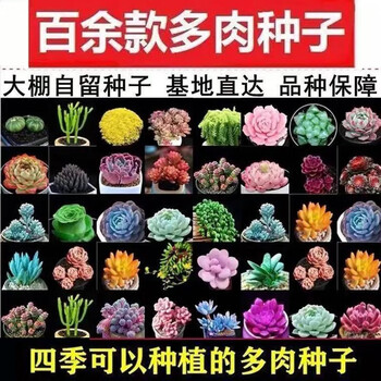Boussac多肉种子生石花种子多肉植物种子室内盆栽办公桌面阳台四季混装300粒 图片价格品牌报价 京东