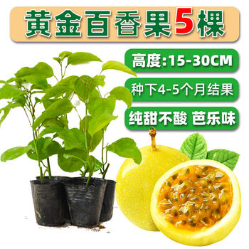 金霸黄金百香果树苗巴西金霸百香果南方百香果树四季爬藤特大果 30