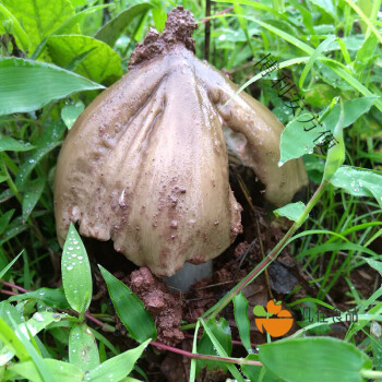 哺食旺云南野生新鲜开伞鸡枞菌鸡棕斗鸡公伞把菇开伞半开伞500g