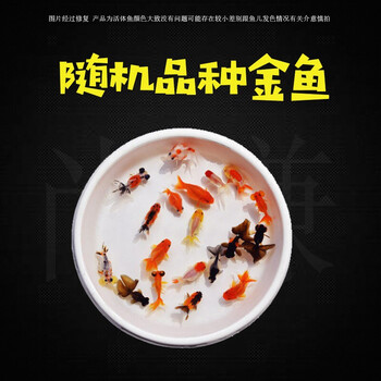 搭啵兔金鱼活体观赏鱼小型金鱼活鱼锦鲤草金鱼冷水鱼兰寿蝶尾易养宠物鱼2 4cm随机金鱼4条 图片价格品牌报价 京东