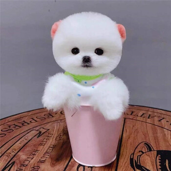 纯种博美幼犬博美犬茶杯犬宠物狗狗活体白色长不大的可爱俊介茶杯狗