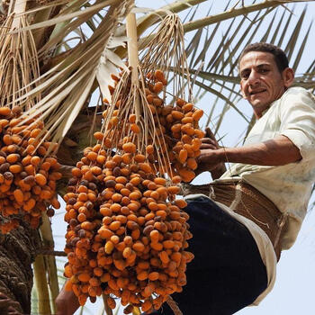 老街口伊拉克枣黄金椰枣中东迪拜椰枣原生态小零伊拉克黄椰枣精选果干