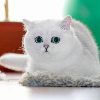 暖爪猫咪活物宠物猫英国短毛猫银渐层英短蓝猫蓝白猫咪活幼体小猫活物幼猫 图片价格品牌报价 京东