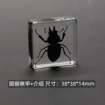 昆虫标本树脂虫金龟子蝎子蜘蛛甲虫标本教学礼物玩具 灰色 圆锯锹甲