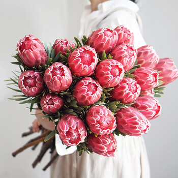 鲜花云南直发皇后花公主花家用水养插花 红色南非公主(一支)花期长 可