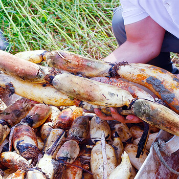 爵妃 湖北正宗洪湖粉藕九孔莲藕新鲜现挖糯米藕特产鲜藕带泥巴当季