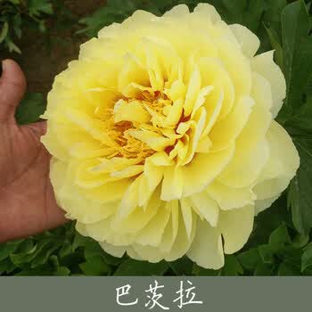 千特正宗洛阳牡丹花大苗盆栽重瓣菏泽观赏室内外庭院花卉植物 2巴茨拉
