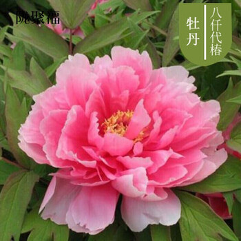 牡丹花树苗庭院阳台花卉植物苗洛阳牡丹盆栽牡丹苗当年开花菏泽牡丹树苗八仟代椿4年苗 5 6个分叉 图片价格品牌报价 京东