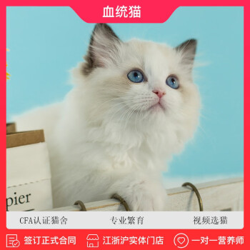 萝伦lauren上海猫舍布偶猫可爱仙女猫小狗猫海双布偶猫活体猫包售后可上门看猫布偶1 图片价格品牌报价 京东