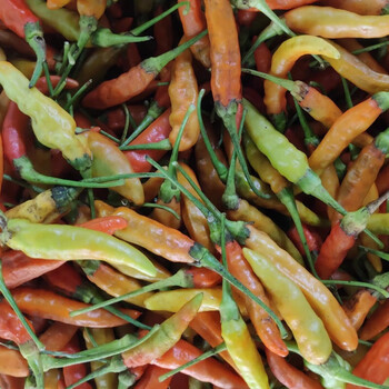 瑃蔻睿新鲜红小米椒云南西双版纳泰傣哈尼布朗小米椒青红小米椒 青米