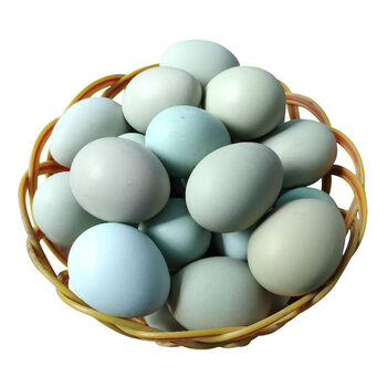 韩氏惠康农家绿壳土鸡蛋新鲜乌鸡蛋笨鸡蛋多规格散养生态破包赔10枚