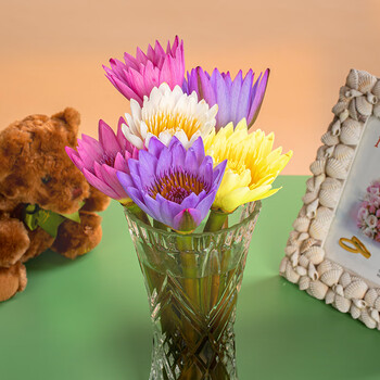 望采悦云南鲜花直批直采速递 室内水养 插花 四色混搭睡莲4枝-赠1枝