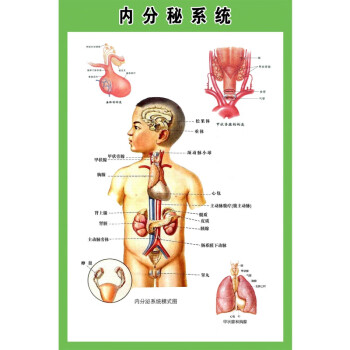 最大的内分泌器官图片