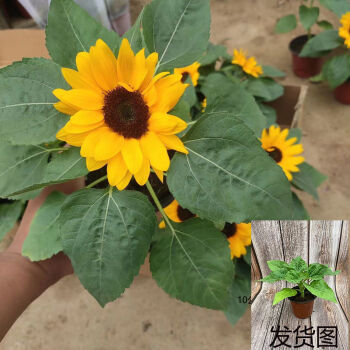 向日葵盆栽带花发货太阳花室外阳台庭院花耐热花卉观赏花向日葵苗向日葵美丽微笑1颗带花苞 图片价格品牌报价 京东