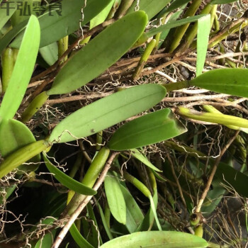 新鮮石橄欖新鮮雙葉石橄欖石仙桃煲湯燉湯材料雙葉小果山石斛單葉中果