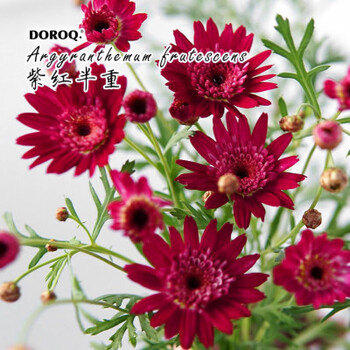 富满升玛格丽特花籽四季花种子木春菊进口易种阳台庭院蓝色玛格丽特花种玛格丽特紫红半重0粒 2包肥料 图片价格品牌报价 京东