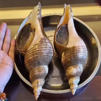 鹿凌青 【顺丰冷链】 潮汕薄壳响锣500g海鲜水产鲜活野身大红螺海螺响