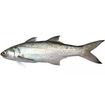 老闫家海捕新鲜午鱼鲜活马友鱼午笋鱼1份500g海鱼