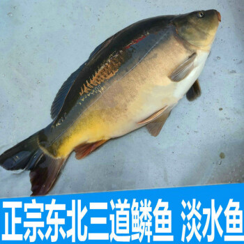 lism正宗東北三道鱗魚黑龍江三道鱗無鱗魚淡水魚鮮活速凍二斤多重三道