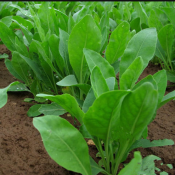 野菜板藍根種子可食用做湯春夏四季蔬菜種籽特菜管理簡單陽臺盆大葉