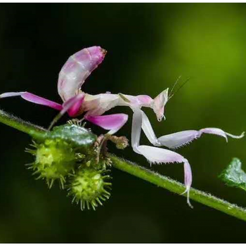 狮鹫螳格里芬螳宠物螳螂活体儿童礼物新手入门若虫现货5l兰花螳螂l1