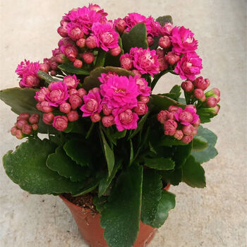 盆栽重瓣巴黎稀有大花品种四季开花植物室内 重瓣长寿花中花魅影紫色