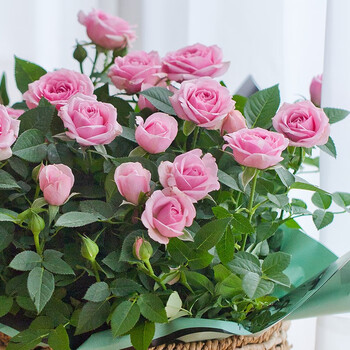 【虹越】居家装饰盆花 迷你玫瑰花苗100#盆栽苗 阳台窗台花彩玫瑰花卉