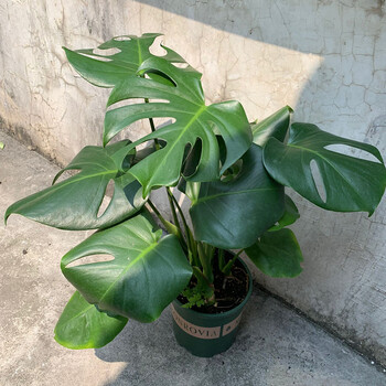 大叶龟背竹盆栽观叶植物室内客厅绿植花卉耐阴植物龟背竹大盆不含盆