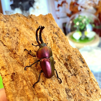 印尼金锹印金锹甲印金昆虫甲虫爱好者启蒙昆虫好养又漂亮45后代幼虫12