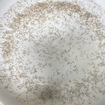 鲟鱼鱼苗鳡鱼鸭嘴鱼幼苗鳡鱼苗虹鳟活鱼寻龙淡水观赏水花苗 鸭嘴鱼苗