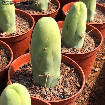 lnga landgre园艺 程程柱鸡鸡柱仙人掌仙人球稀有品