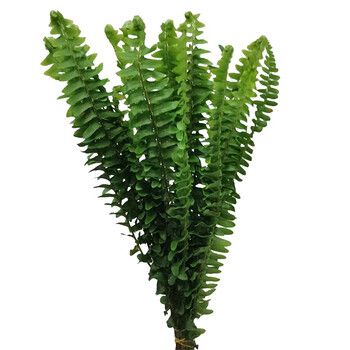 蓝玫国产排草10支一扎鲜花批发运费自理绿色不足200需拍10元包装费