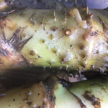 69润曦堂65化淋巴草药水刺芋勒慈茹水勒芋新鲜500g胃疾