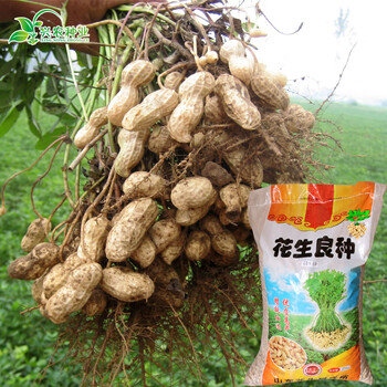 山东农家自种带壳生花生种子白皮薄皮花生种子高产大田品种一斤 图片价格品牌报价 京东