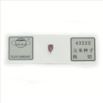 显微镜用 生物实验器材 教学仪器 荠菜幼胚切片