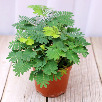 含羞草盆栽室内阳台窗台植物好养的害羞草儿童趣味绿植小学生花卉