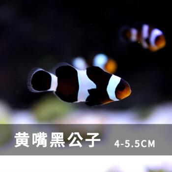 小丑魚活體活魚尼莫小丑魚海水魚鹹水活魚觀賞魚人工公子小丑白金養定