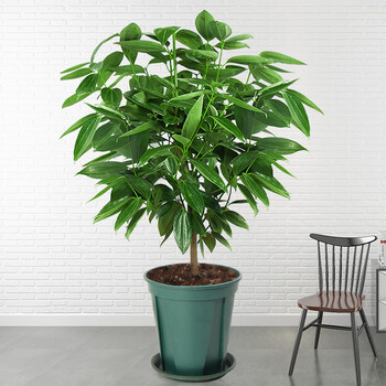 鑫干和(xinganhe)平安树客厅盆栽大植物室内幸福树大型绿植 平安树40