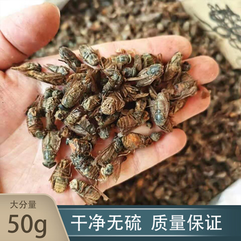 虻虫中药材50g水虻虫黑水虻虫干苍蝇牛虻牛虻虫虻虫粉牛蚊子