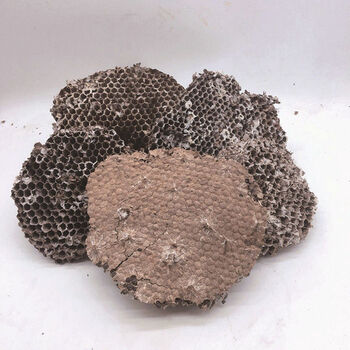 野生露蜂房中药材马蜂窝黄蜂房可打蜂房粉牙痛中药材100g/件 1000克