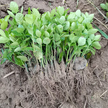 丛生大叶黄杨北海道冬青树苗木庭院绿化四季常青耐寒围墙绿篱植物北海道 冬青床苗10 厘米高1000棵10cm 含 19cm 含 图片价格品牌报价 京东