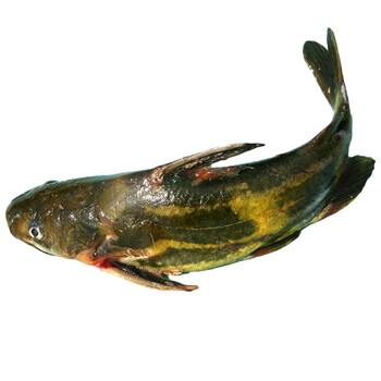 嘎鱼 新鲜黄辣丁黄腊丁鲜捕捞2斤可净膛 宰杀后真空发货 禾人 嘎鱼 共