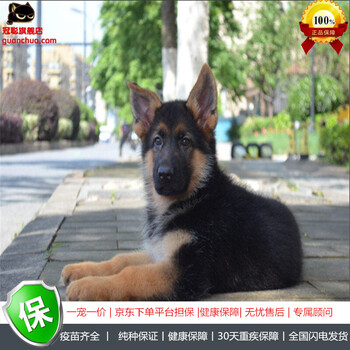 冠聪纯种德国牧羊犬幼犬活体缉毒犬德牧狗狗警犬德系黑背狼狗弓背牧羊犬德国牧羊犬幼犬活体宠物狗狗狼狗活体宠物s级公 图片价格品牌报价 京东