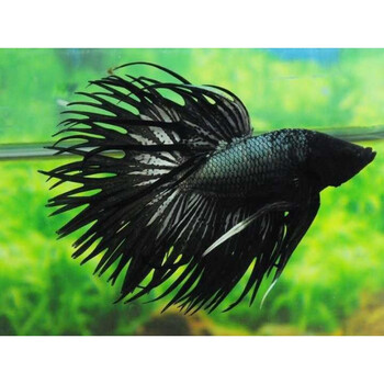 泰国斗鱼马尾狮王将军半月母斗鱼淡水活体热带小型宠物观赏鱼褐色黑色