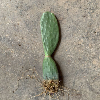 仙人掌 食用 做菜  外敷 熬水 盆栽 植物- 带根连片2层50cm左右一颗