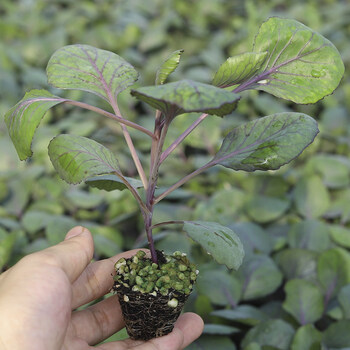 紫甘蓝种子苗秧秋季阳台种菜沙拉包菜四季蔬菜苗种籽孑大全幼苗根 紫